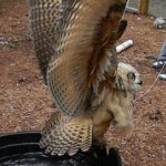 owl wings spread owl